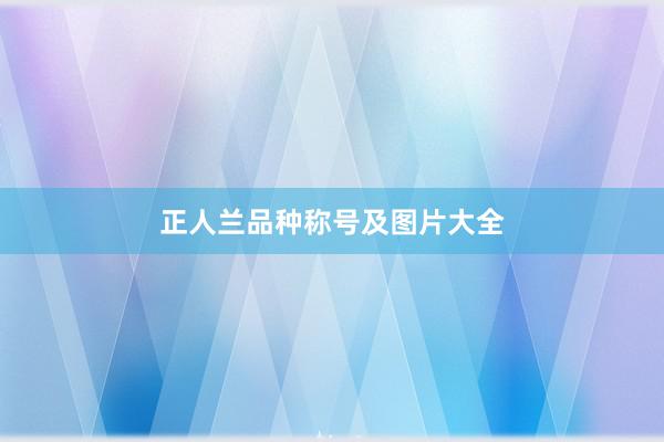 正人兰品种称号及图片大全